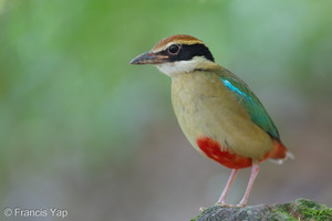 Fairy Pitta-260320-165FRYAP-FYA02367-W.jpg