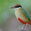Fairy_Pitta-260320-165FRYAP-FYA02863-W.jpg