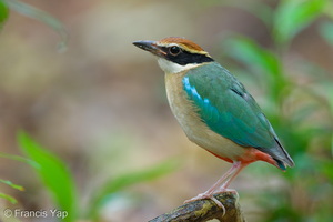 Fairy Pitta-260323-165FRYAP-FYA05018-W.jpg