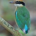 Fairy_Pitta-260323-165FRYAP-FYA06292-W.jpg