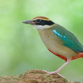 Fairy_Pitta-260325-166FRYAP-FYA08835-W.jpg