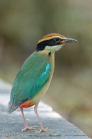 Fairy Pitta-260330-168FRYAP-FYA01915-W.jpg