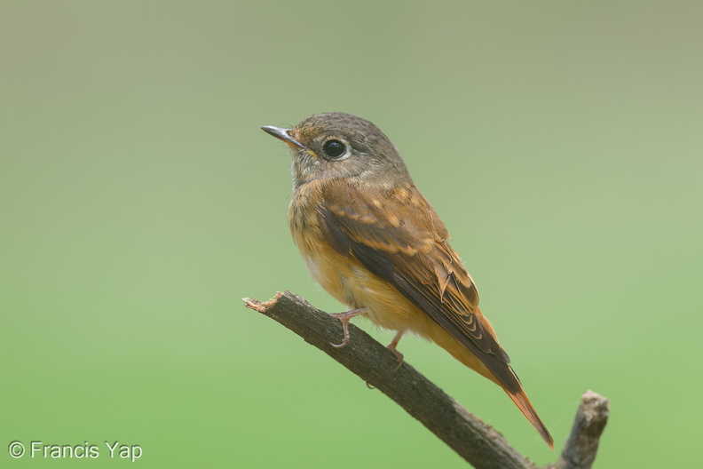 Ferruginous_Flycatcher-151029-101EOS5D-FY5S4112-W.jpg