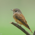 Ferruginous_Flycatcher-151029-101EOS5D-FY5S4112-W.jpg