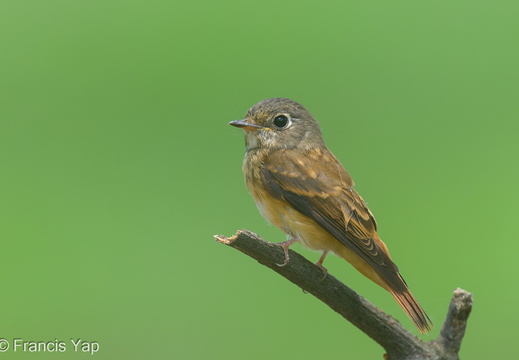 Ferruginous Flycatcher - display this album Ferruginous Flycatcher