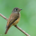 Ferruginous_Flycatcher-251118-133FRYAP-FYA08043-W.jpg