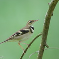 Forest_Wagtail-111023-108EOS7D-IMG_7567-W.jpg