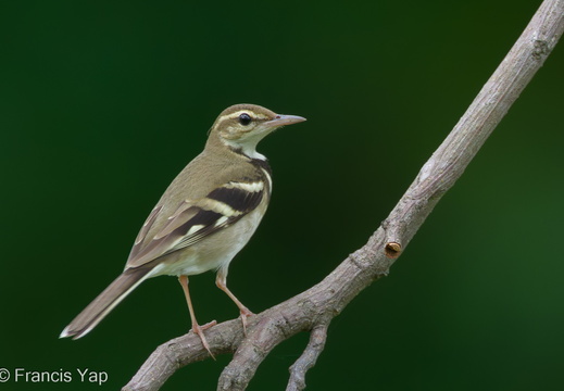 Forest Wagtail - display this album Forest Wagtail
