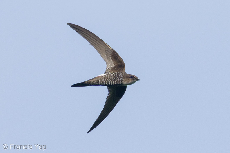 Fork-tailed_Swift-210324-105MSDCF-FRY08213-W.jpg