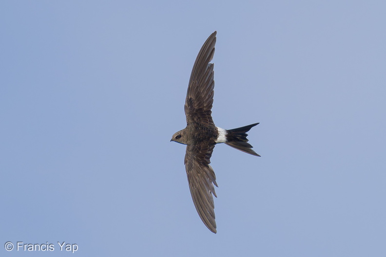 Fork-tailed_Swift-211008-122MSDCF-FRY01182-W.jpg