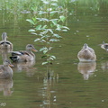 Gadwall-201204-126MSDCF-FYP00627-W.jpg