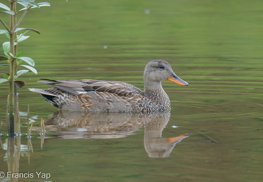 Gadwall - display this album Gadwall