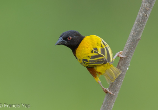 Golden-backed Weaver - display this album Golden-backed Weaver