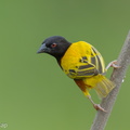 Golden-backed_Weaver-120624-111EOS1D-FYAP9296-W.jpg