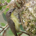 Golden-bellied_Gerygone-110327-101EOS1D-FYAP4366-W.jpg