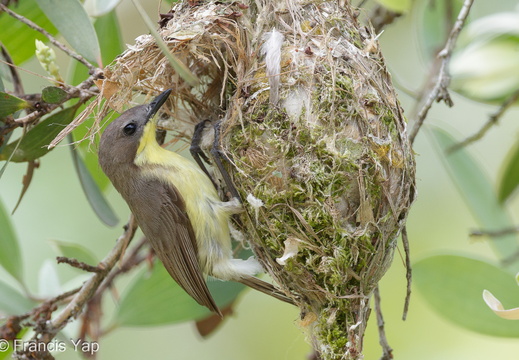 Golden-bellied Gerygone - display this album Golden-bellied Gerygone