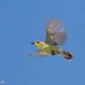 Golden-bellied_Gerygone-260510-188FRYAP-FYA00504-W.jpg