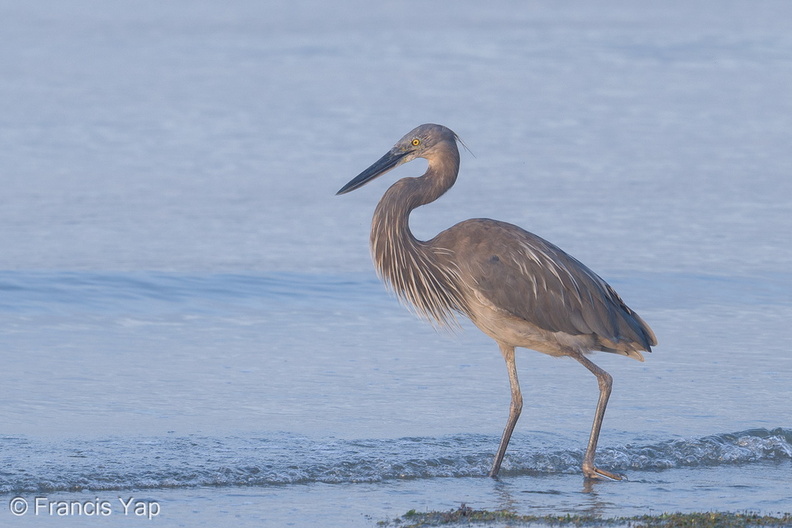 Great-billed_Heron-190721-118ND500-FYP_6871-W.jpg