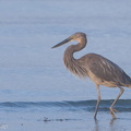 Great-billed_Heron-190721-118ND500-FYP_6893-W.jpg