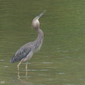 Great-billed_Heron-250828-121FRYAP-FYA04034-W.jpg