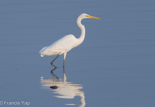 Great Egret - display this album Great Egret