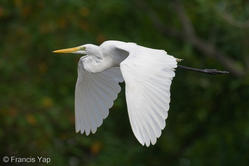 Great_Egret-220109-136MSDCF-FRY00735-W.jpg