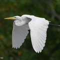 Great_Egret-220109-136MSDCF-FRY00735-W.jpg