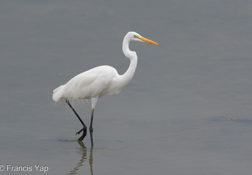 Great Egret