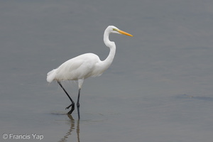 Great Egret-250928-124FRYAP-FYA05811-W.jpg