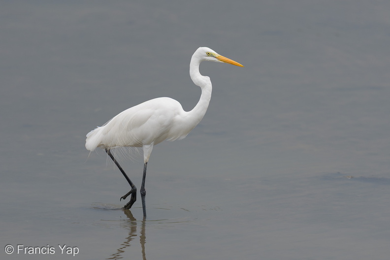 Great_Egret-250928-124FRYAP-FYA05811-W.jpg