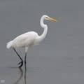 Great_Egret-250928-124FRYAP-FYA05811-W.jpg