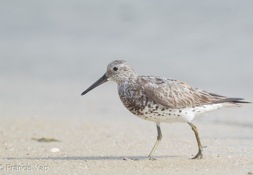 Great Knot - display this album Great Knot