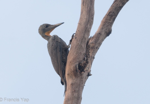 Great Slaty Woodpecker - display this album Great Slaty Woodpecker