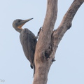 Great_Slaty_Woodpecker-180511-109ND500-FYP_6588-W.jpg