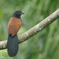 Greater_Coucal-120516-111EOS1D-FYAP1788-W.jpg