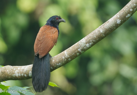 Greater Coucal - display this album Greater Coucal