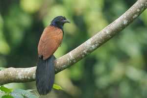 Greater Coucal-120516-111EOS1D-FYAP1922-W.jpg