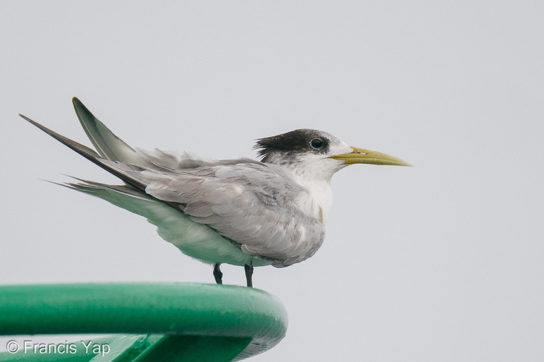 Greater_Crested_Tern-201018-120MSDCF-FYP00338-W.jpg