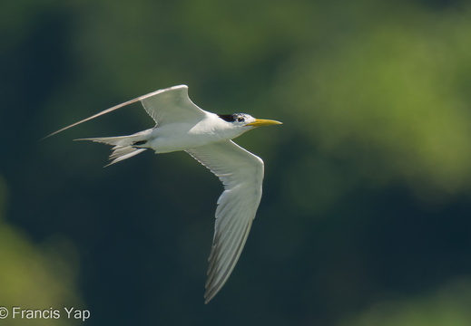 Greater Crested Tern - display this album Greater Crested Tern