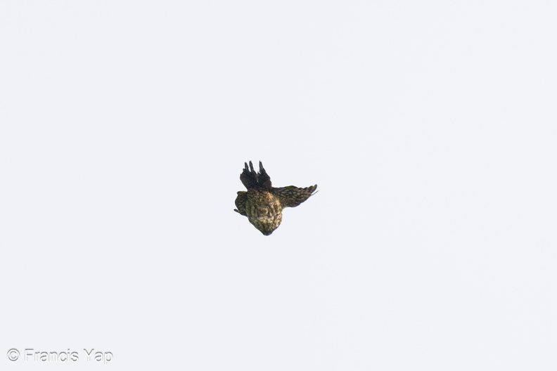 Greater_Flameback-240428-226MSDCF-FYP01926-W.jpg