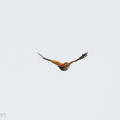 Greater_Flameback-240428-226MSDCF-FYP01928-W.jpg