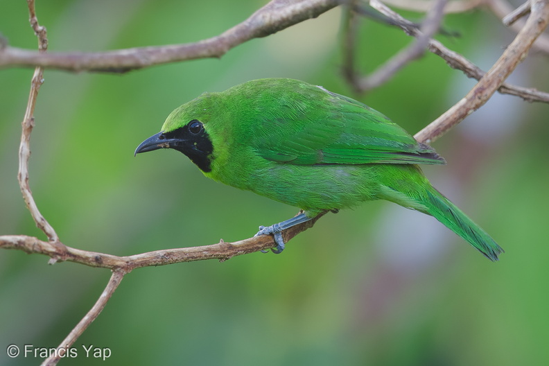 Greater_Green_Leafbird-150506-120EOS1D-FY1X9782-W.jpg
