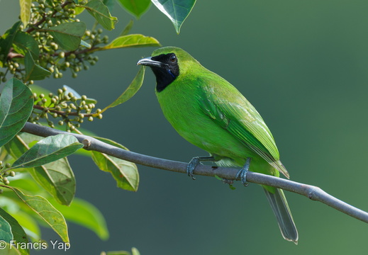 Greater Green Leafbird - display this album Greater Green Leafbird