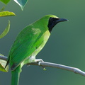 Greater_Green_Leafbird-211126-129MSDCF-FRY03888-W.jpg