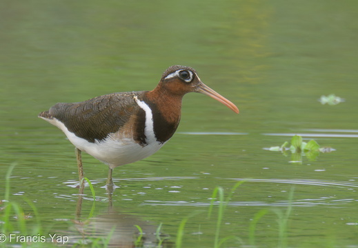 Greater Painted-snipe - display this album Greater Painted-snipe