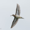 Greater_Painted-snipe-251128-136FRYAP-FYA07739-W.jpg