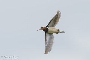 Greater Painted-snipe-251128-136FRYAP-FYA07900-W.jpg