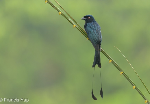 Greater Racket-tailed Drongo - display this album Greater Racket-tailed Drongo