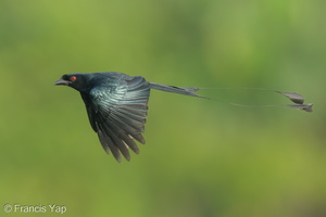 Greater Racket-tailed Drongo-230106-163MSDCF-FYP02967-W.jpg