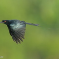 Greater_Racket-tailed_Drongo-230106-163MSDCF-FYP02967-W.jpg